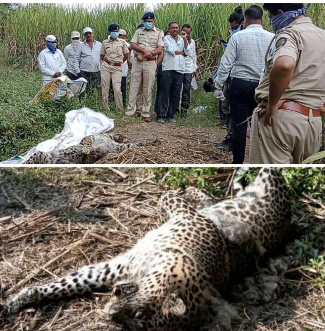 दौंड तालुक्यातील लडकतवाडी येथे बिबट्याचा मृत्यू, शिकारी जाळ्यात अडकून जीव गेल्याची खळबळजनक घटना, अज्ञात शिकारी बेपत्ता