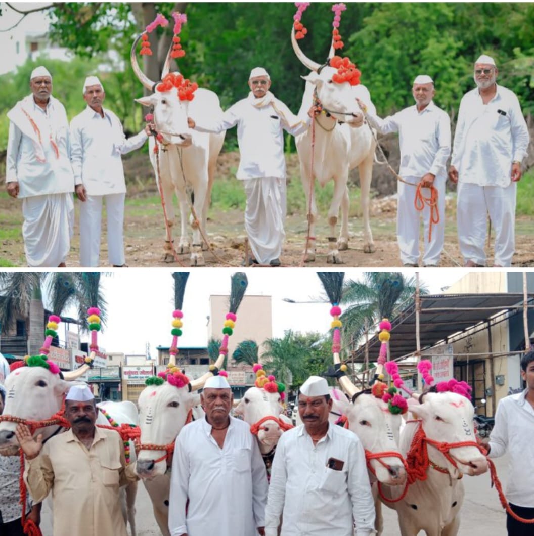 श्री संत योगीराज चांगावटेश्वर महाराज पालखी सोहळ्याच्या रथाला. राजा सोन्या. यवत येथील खिंल्लारी बैल जोडीला ८ वर्षा पासून मानाचे स्थान. 