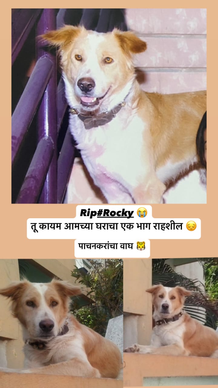 रॉकी या श्वानाच्या निधनानंतर पाचनकर कुटुंबाकडून आगळावेगळा उपक्रम
